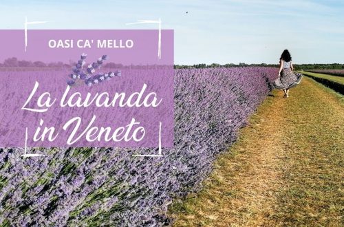 campi di lavanda