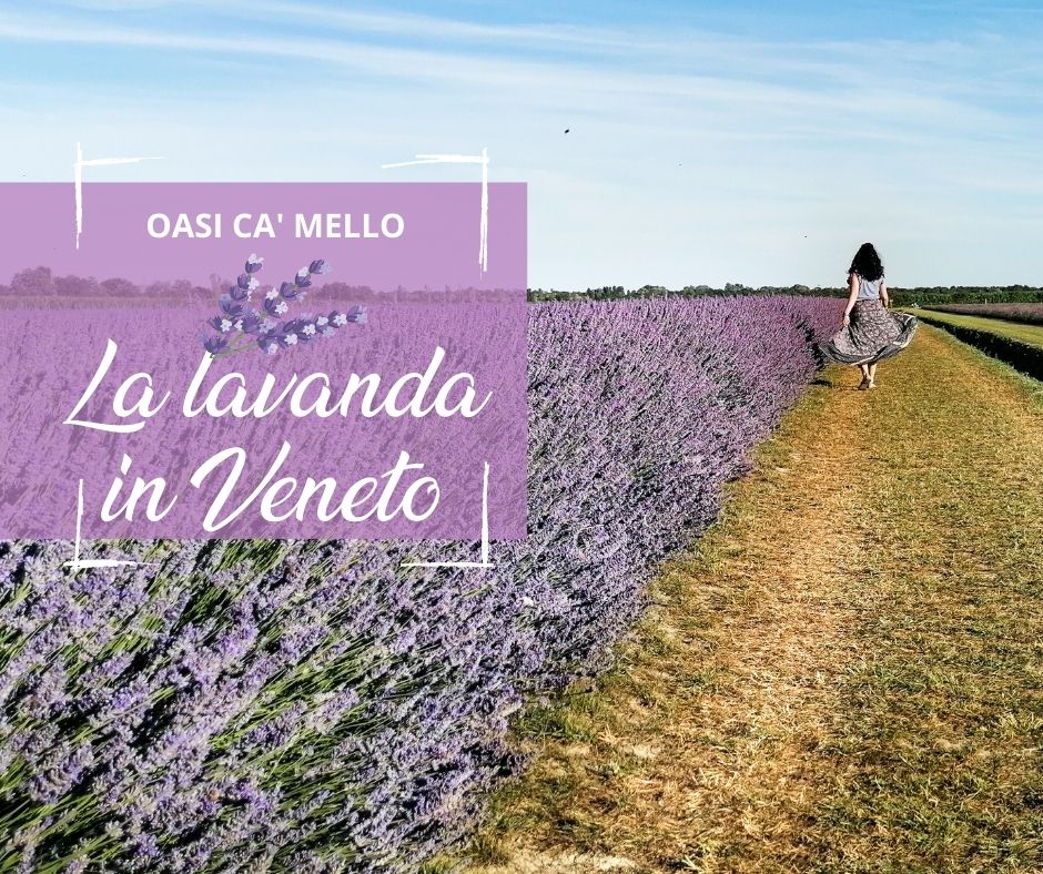 campi di lavanda