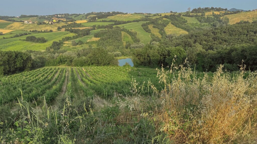 Vigneto Cantina Il Poggio